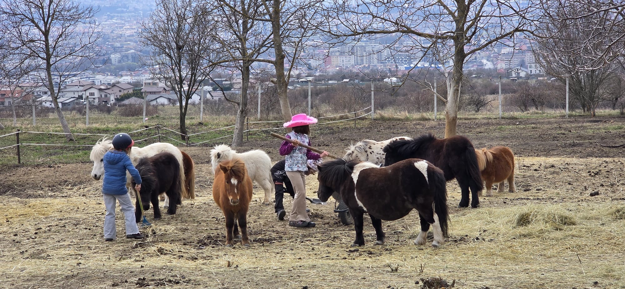 micul grajd activitati