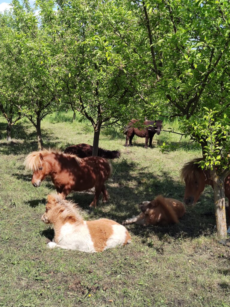distracție copii în natură
